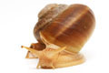 Hemiplecta distincta adult